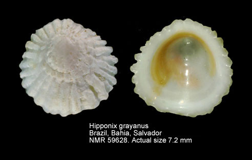 Hipponix grayanus.jpg - Hipponix grayanusMenke,1853